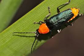 Attēlu rezultāti vaicājumam “Cantharidae”