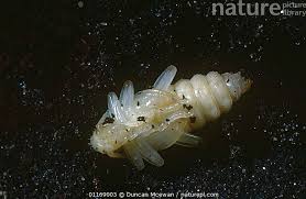 Attēlu rezultāti vaicājumam “Rhagium mordax”