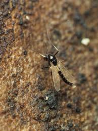 Attēlu rezultāti vaicājumam “Cricotopus male”