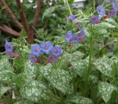 Attēlu rezultāti vaicājumam “Pulmonaria saccharata”