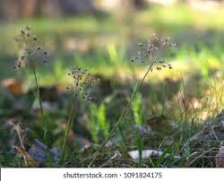 Attēlu rezultāti vaicājumam “Luzula pilosa flower”