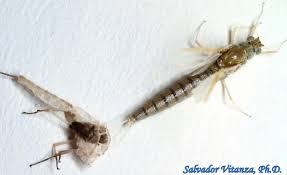 Attēlu rezultāti vaicājumam “Lepidosaphes ulmi imago”