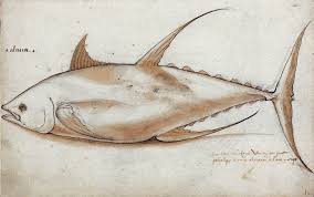 Image result for Thunnus albacares
