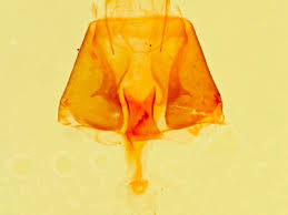 Attēlu rezultāti vaicājumam “Parascotia fuliginaria”