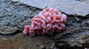 Attēlu rezultāti vaicājumam “Ascocoryne sarcoides”