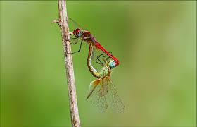 Attēlu rezultāti vaicājumam “Sympetrum”