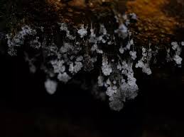 Attēlu rezultāti vaicājumam “Badhamia utricularis stalked”