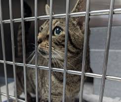 Image result for cat found