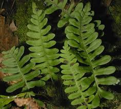 Attēlu rezultāti vaicājumam “Polypodium vulgare”
