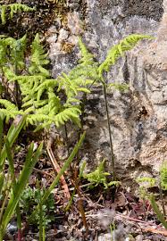Attēlu rezultāti vaicājumam “Gymnocarpium robertianum”
