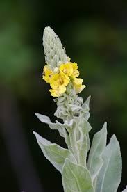Attēlu rezultāti vaicājumam “Verbascum thapsus flower”