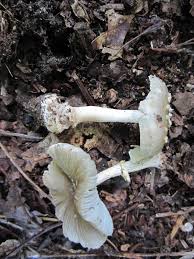 Attēlu rezultāti vaicājumam “Amanita excelsa”