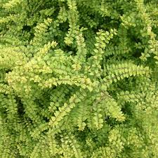 Attēlu rezultāti vaicājumam “Lonicera caerulea var. pallasii”