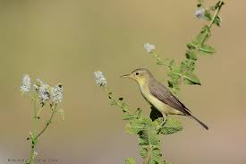 Image result for Hippolais polyglotta