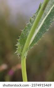 Attēlu rezultāti vaicājumam “Sonchus arvensis subsp. uliginosus”