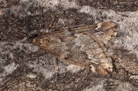 Attēlu rezultāti vaicājumam “Alsophila aescularia”