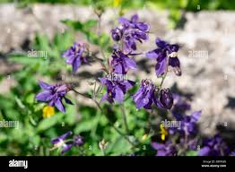 Image result for Akelei