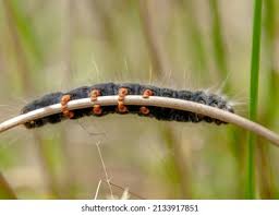 Attēlu rezultāti vaicājumam “Acronicta auricoma larva”