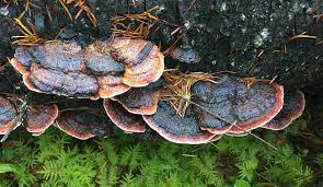 Attēlu rezultāti vaicājumam “Polypores”