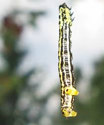 Attēlu rezultāti vaicājumam “Thecabius affinis imago”