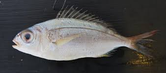 Image result for Pagellus bogaraveo