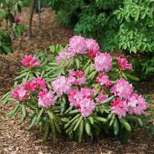 Attēlu rezultāti vaicājumam “rhododendron”
