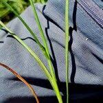 Attēlu rezultāti vaicājumam “Blysmus compressus fruit”