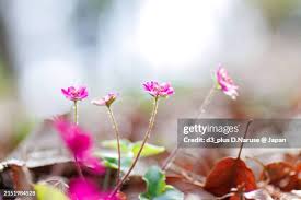 Attēlu rezultāti vaicājumam “Primula farinosa bud”