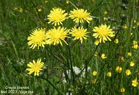 Attēlu rezultāti vaicājumam “Crepis biennis”