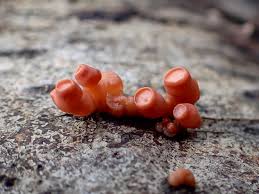 Attēlu rezultāti vaicājumam “Craterocolla cerasi”