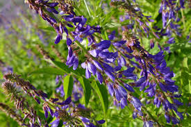 Attēlu rezultāti vaicājumam “Galega orientalis leaf”