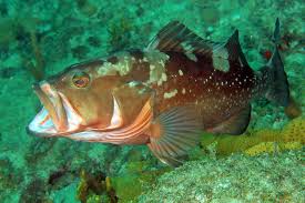 Image result for Epinephelus morio