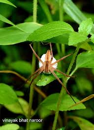 Attēlu rezultāti vaicājumam “Pisauridae”