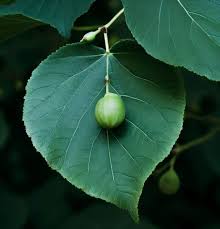 Attēlu rezultāti vaicājumam “Tilia x moltkei leaf”