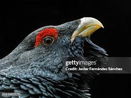 Attēlu rezultāti vaicājumam “Tetrao urogallus male”