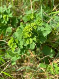 Attēlu rezultāti vaicājumam “Alchemilla vulgaris aggr. bud”
