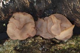 Attēlu rezultāti vaicājumam “Neobulgaria pura”