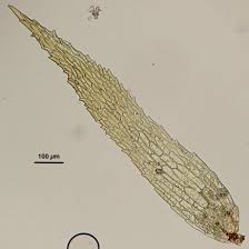 Attēlu rezultāti vaicājumam “Ephemerum serratum”