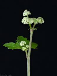 Attēlu rezultāti vaicājumam “Sanicula europaea bud”