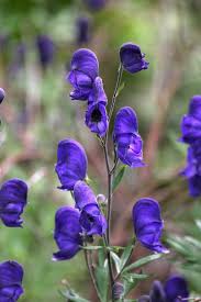 Image result for Aconitum napellus