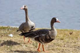 Attēlu rezultāti vaicājumam “Anser albifrons adult”