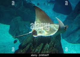 Image result for Aetomylaeus bovinus