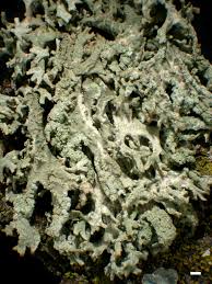 Attēlu rezultāti vaicājumam “Evernia prunastri”