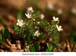 Attēlu rezultāti vaicājumam “Isopyrum thalictroides flower”