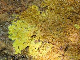 Attēlu rezultāti vaicājumam “Physarum flavidum sessile”