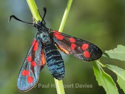 Attēlu rezultāti vaicājumam “Zygaena filipendulae”