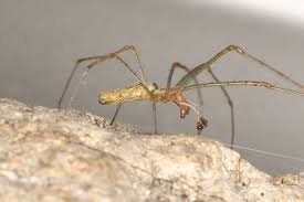 Attēlu rezultāti vaicājumam “Tetragnatha montana”