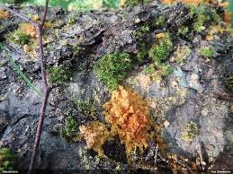 Attēlu rezultāti vaicājumam “Diderma umbilicatum young”