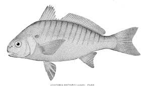 Image result for Leiostomus xanthurus