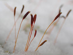 Attēlu rezultāti vaicājumam “Callicladium haldanianum sporophyte”